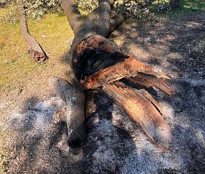 L'albero monumentale incendiato