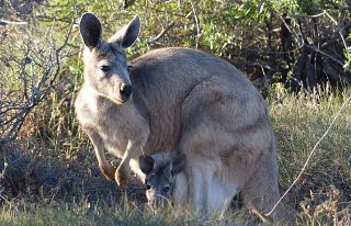 Un canguro femmina con il cucciolo nel marsupio - foto Alberta Canepa