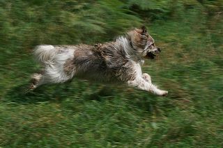 Un cane che corre