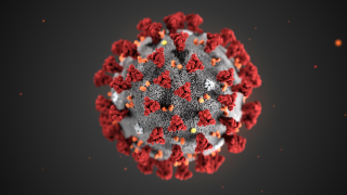coronavirus visto al microscopio