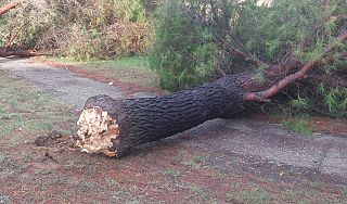 albero caduto