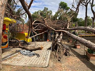 albero crollato