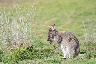 Un esemplare di wallaby