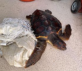 La tartaruga tratta in salvo dagli allievi della scuola di vela
