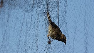 uccellino intrappolato in una rete