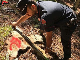 L'intervento dei carabinieri forestali nel Senese