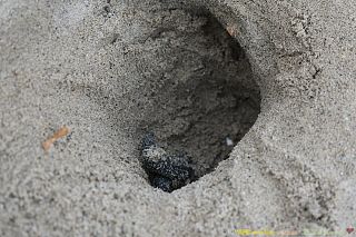 Una delle tartarughine trovate nel nido