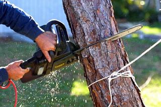 taglio albero con motosega
