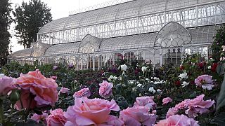 In primo piano le rose davanti al Tepidarium Roster