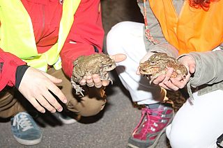 Gruppo S.O.S. Anfibi WWF Toscana (Foto Gianfranco Collini)