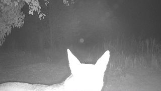 Uno dei lupi ripresi dalle fototrappole a ridosso dell'abitato