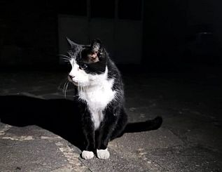 Gatto Saverio