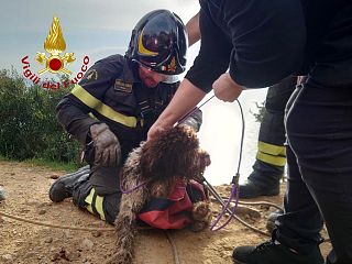 Il cane tratto in salvo