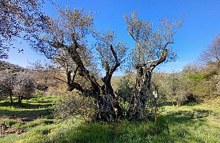 L'Olivone di Montebenichi