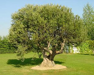 albero di olivo