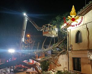 L'albero crollato sulla palazzina