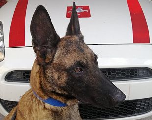 cane pastore belga malinois della polizia municipale