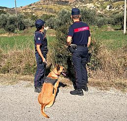 Uno dei cani antiveleno dei carabinieri