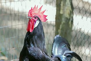 Il caratteristico pollo del Valdarno