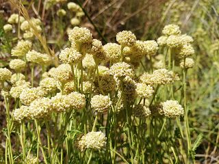 La Santolina etrusca