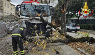 Il ramo sul furgone dei rifiuti