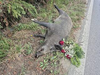 La carcassa del cinghiale sul ciglio della Provinciale: qualcuno ha depositato tre rose