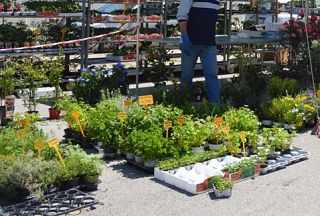 mercato di piante e fiori