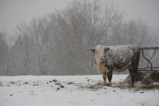 mucca nella neve