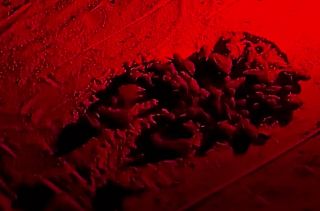 Il brulicare di tartarughine neonate