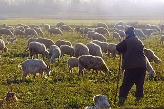 pastore e pecore