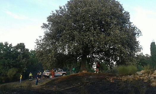 Incendio mette a rischio la quercia dello spot tv - Vimarsana News