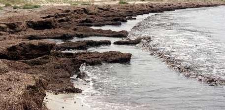 Troppe Alghe Sulla Spiaggia I Bagnanti Protestano