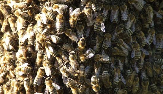 Migliaia di api si insediano nelle mura di Boboli - Vimarsana News