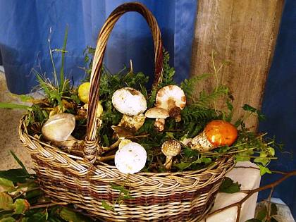 Si va a funghi, sì ma con le regole giuste - Vimarsana News