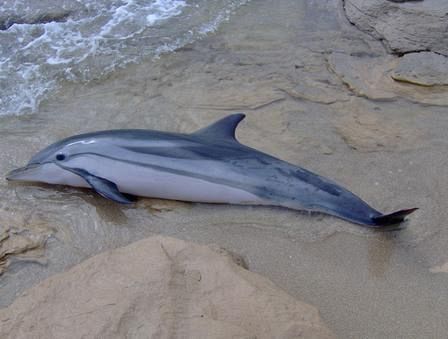 Sulla riva la carcassa di un delfino | Attualità Grosseto