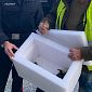 Catena umana salva mamma anatra e i suoi piccoli