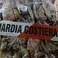 Sequestrate 5 tonnellate di prodotti ittici