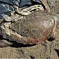 Tartarughe marine uccise dalle eliche