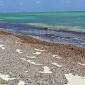 Posidonia e Darsena, Legambiente chiede più tutele