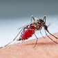 Arbovirosi, 26 casi da inizio anno