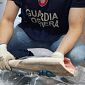 "Filiera sicura", chiuso un ristorante