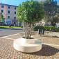 Ecco le nuove piante in corso Italia