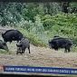 Il caso cinghiali all'Elba alla ribalta nazionale