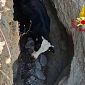 Bovino di 300 chili sfonda la recinzione e cade in una forra