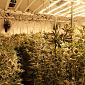 Serre supertecnologiche per la marijuana fatta in casa