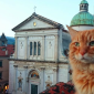 Ciao Rino, la città piange il suo gatto mascotte