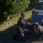 Due cani messi in salvo dalla Polizia