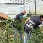Nei campi di famiglia la piantagione di marijuana