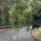 Alberi pericolanti in bilico sulla strada