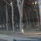 Via al censimento del verde urbano
